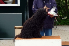 Wedstrijduitslag Flyball beg