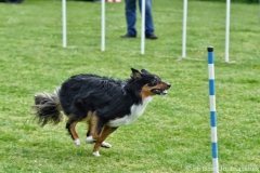 Clubwedstrijden KC Zeist
