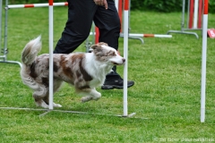 Clubwedstrijden KC Zeist