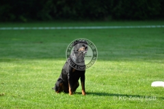 FCI_Obedience_KC_Zeist_2015 (18)