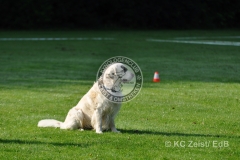 FCI_Obedience_KC_Zeist_2015 (19)