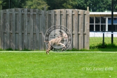 FCI_Obedience_KC_Zeist_2015 (209)