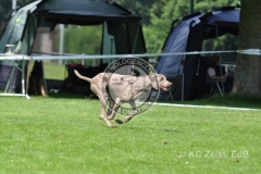 FCI_Obedience_KC_Zeist_2015 (210)