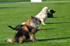 FCI_Obedience_KC_Zeist_2015 (22)