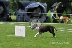 FCI_Obedience_KC_Zeist_2015 (220)