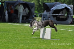 FCI_Obedience_KC_Zeist_2015 (222)