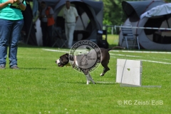 FCI_Obedience_KC_Zeist_2015 (223)