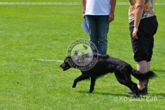 FCI_Obedience_KC_Zeist_2015 (229)