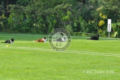FCI_Obedience_KC_Zeist_2015 (23)
