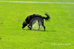 FCI_Obedience_KC_Zeist_2015 (232)