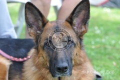 FCI_Obedience_KC_Zeist_2015 (234)