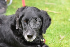 FCI_Obedience_KC_Zeist_2015 (239)