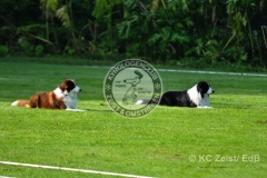 FCI_Obedience_KC_Zeist_2015 (24)