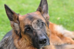 FCI_Obedience_KC_Zeist_2015 (240)