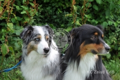FCI_Obedience_KC_Zeist_2015 (242)