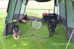 FCI_Obedience_KC_Zeist_2015 (247)