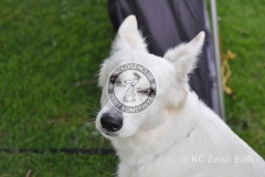 FCI_Obedience_KC_Zeist_2015 (250)