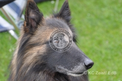 FCI_Obedience_KC_Zeist_2015 (252)