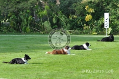 FCI_Obedience_KC_Zeist_2015 (27)