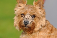 FCI_Obedience_KC_Zeist_2015 (28)