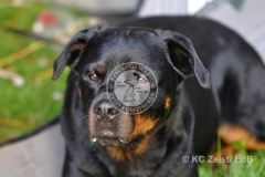 FCI_Obedience_KC_Zeist_2015 (35)