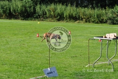 FCI_Obedience_KC_Zeist_2015 (37)