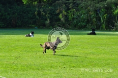 FCI_Obedience_KC_Zeist_2015 (38)