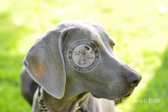 FCI_Obedience_KC_Zeist_2015 (42)