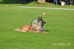 FCI_Obedience_KC_Zeist_2015 (46)
