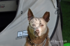 FCI_Obedience_KC_Zeist_2015 (48)