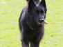 Obedience Training 1 oktober