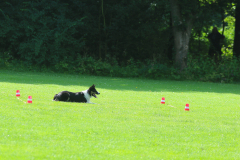 Obidience_selectiewedstrijd_14