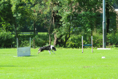 Obidience_selectiewedstrijd_18