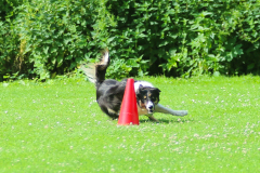 Obidience_selectiewedstrijd_19