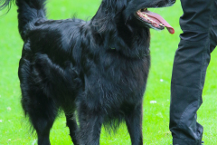 Obidience_selectiewedstrijd_61