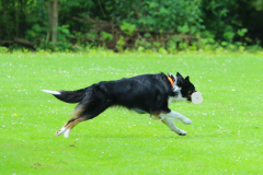 Obidience_selectiewedstrijd_68