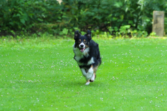 Obidience_selectiewedstrijd_73