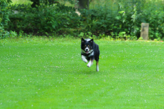 Obidience_selectiewedstrijd_74