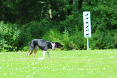 Obidience_selectiewedstrijd_78