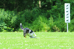 Obidience_selectiewedstrijd_79