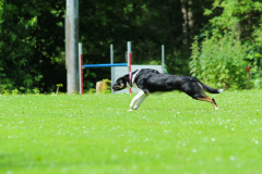 Obidience_selectiewedstrijd_80