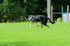 Obidience_selectiewedstrijd_81