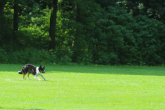 Obidience_selectiewedstrijd_9