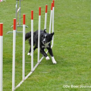 Agility Winter Themalessen