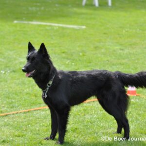 Gehoorzame hond 1