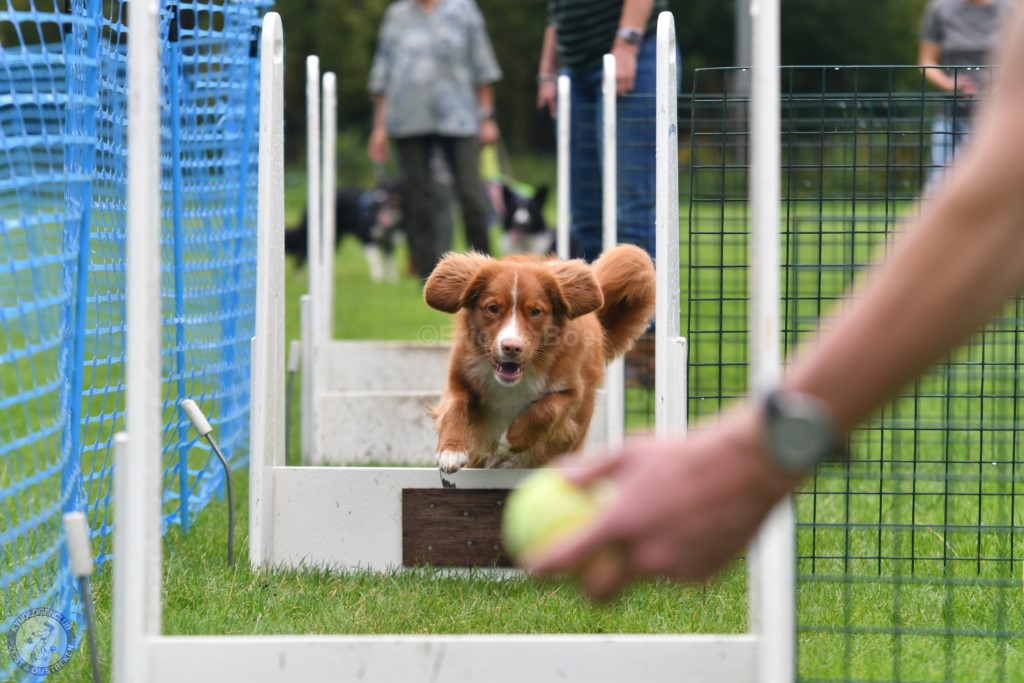 Flyball Workshop groot succes