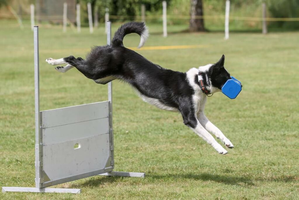 Wedstrijdtraining Obedience
