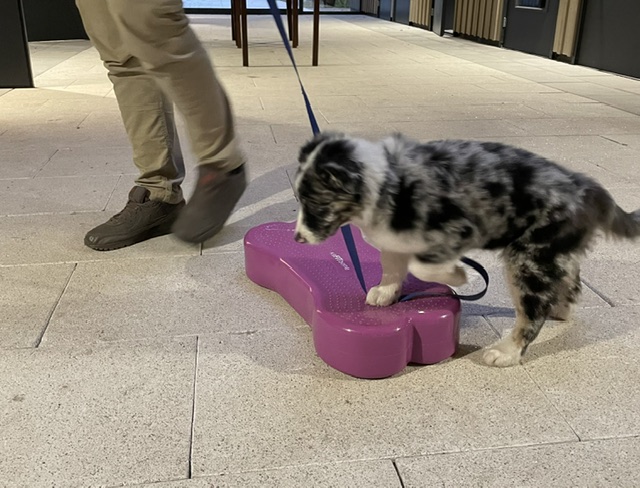 Puppycursus november 2026 Puppycursus november 2026